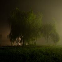 проявляясь в тумане