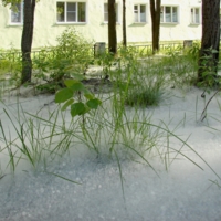 Тополиный пух