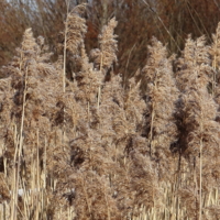 Даже шуршит мягко!