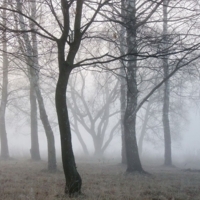 В туманном парке