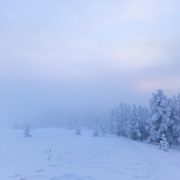 туман прокрался в лес