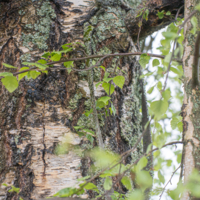 "Мягкое побеждает твердое"