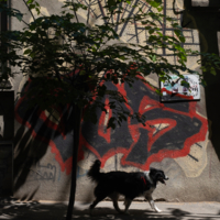 Положение ног собаки при прогулочном шаге