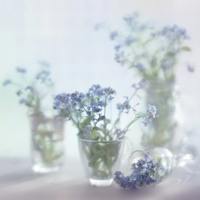 Милые незабудки