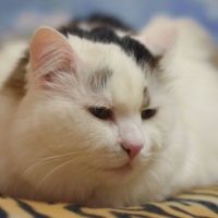 Сама мягкость )