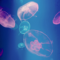 Мягкие, опасные...