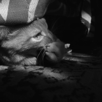 А вдруг не мягкий?