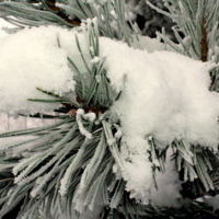 Мягкость выпавшего снега...