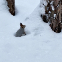 В снежной мягкости
