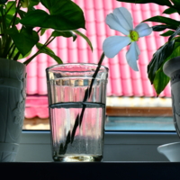 На окошке два цветочка...