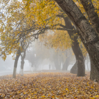 Путник в тумане