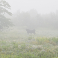 А где лошадка?..