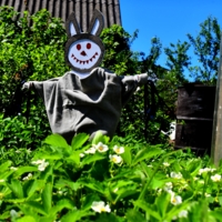 Встречаем дроздов