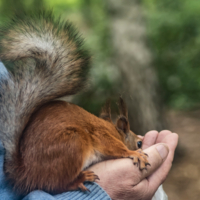 Крылья, ноги - хвост!!!...