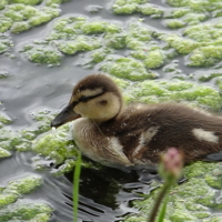 Маленький и мягонький.