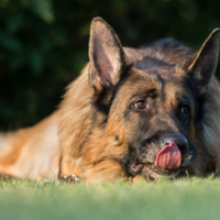 И даже пень в весенний день...
