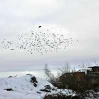 И только птицы...