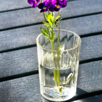 Анюткины глазки