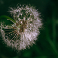 Воздушные странники