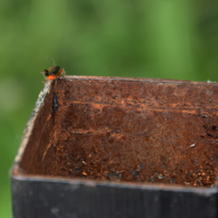 Просто жесть