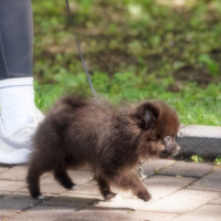 Алтэрнэт(ив) фор кэт...