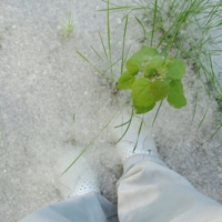 На пуховом облаке