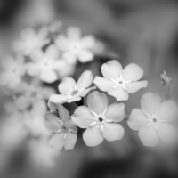 В вальсе сна...