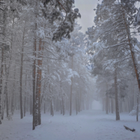 В лес за туманами