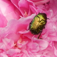 Под жесткими надрыльями спрятаны крылья