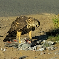 жёстко , но кушать всем хочется