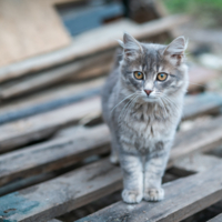 Пушистик на стройке