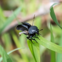 Жесткие крылья