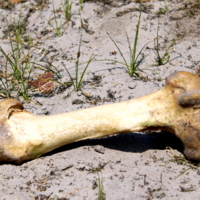 Жёсткость, оставшаяся от обеда...