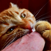 Мягкие лапки, на лапках царапки