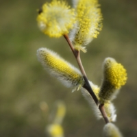 Веточка вербы на счастье