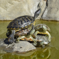 Двойной прессинг