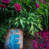 Пионы Ёкнули и начали осыпаться