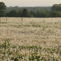 Самое мягкое поле!