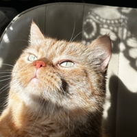 Его величество-Плюш Наимягчайший!