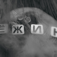 ёжик в тумане