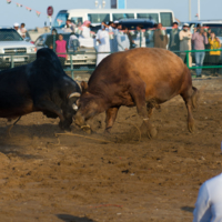 Превозмогая боль игры