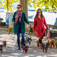 Дамы с собачками