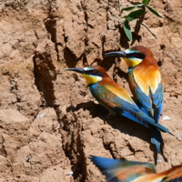 Птица-радуга