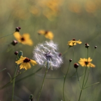 Опушившийся