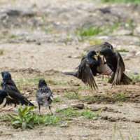 Жесткий захват