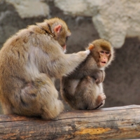 В мягкой шубке у макаки живут бяки)))