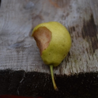 Сеньора Дулька