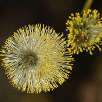 Мягкий аллерген