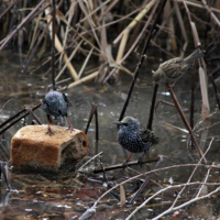Жестокие разборки у пруда