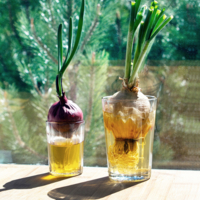 огород на столе